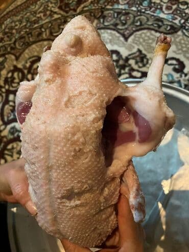 Рыба и морепродукты: Məhsul: Ev şəraitində bəslənmiş kuban cinsi ördəklər ünvan Ramana at lalafo.az — 3 Рыба и морепродукты: Məhsul: Ev şəraitində bəslənmiş kuban cinsi ördəklər ünvan Ramana — 3