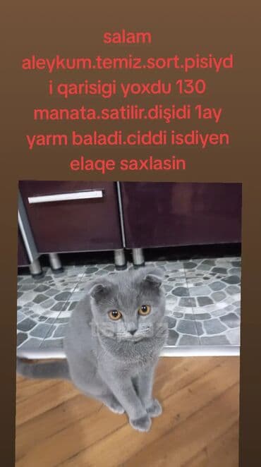 Şotland pişiyidi 50 günlükdü Dişidi tualet terbiyesi var daragi dirnag lalafo.az -da Şotland pişiyidi 50 günlükdü Dişidi tualet terbiyesi var daragi dirnag