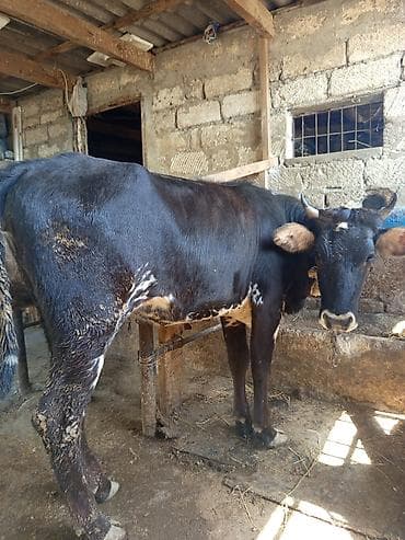 3 baş dişi duyə satılır ünvan Zığ kəndi real alıcıya endirim olacaq lalafo.az -da 3 baş dişi duyə satılır ünvan Zığ kəndi real alıcıya endirim olacaq