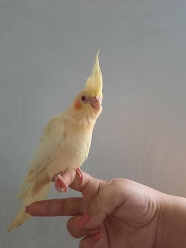 Rucnoy 2 ayliq Korella. Dene kecib. Ad ce komanda oyredmek vaxdidi lalafo.az -da — 6 Rucnoy 2 ayliq Korella. Dene kecib. Ad ce komanda oyredmek vaxdidi — 6