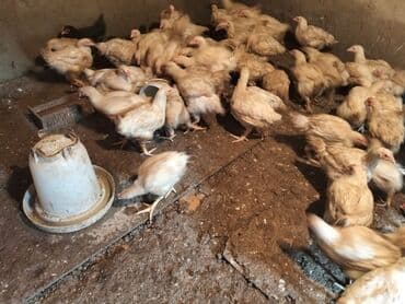 Toyuq, Broyler, Ətlik, Ödənişli çatdırılma, Ünvandan götürmə lalafo.az -da Toyuq, Broyler, Ətlik, Ödənişli çatdırılma, Ünvandan götürmə