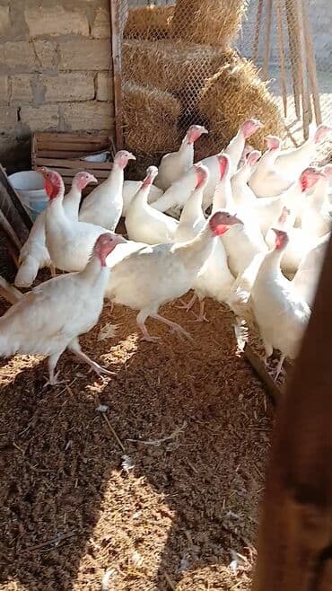 Tam saqlam heyvanlar lalafo.az -da Tam saqlam heyvanlar