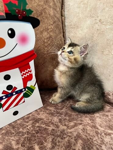 Britan lalafo.az -da Britan