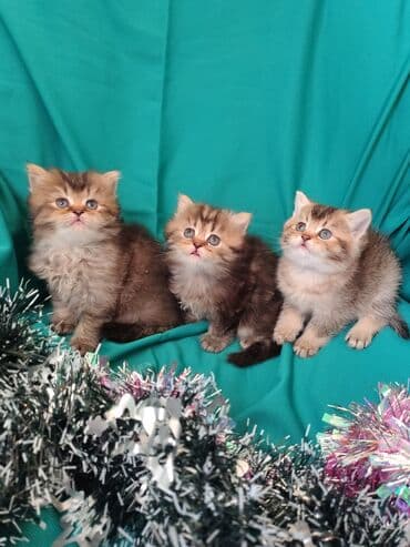 Qızıl şinşilla, Ünvandan götürmə lalafo.az -da Qızıl şinşilla, Ünvandan götürmə