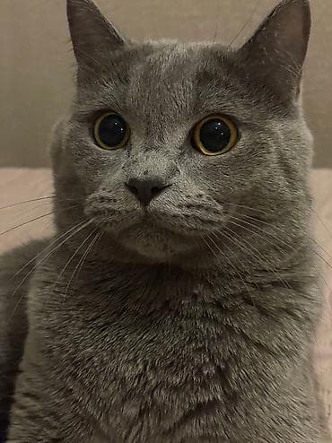 Britan, Erkək, Cütləşmə üçün lalafo.az -da Britan, Erkək, Cütləşmə üçün