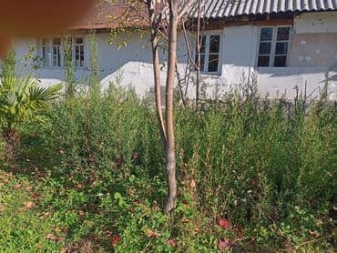 Удобрения: Məhsul: Bağ və landşaft üçün dekorativ palma və iynəyarpaq at lalafo.az — 11 Удобрения: Məhsul: Bağ və landşaft üçün dekorativ palma və iynəyarpaq — 11