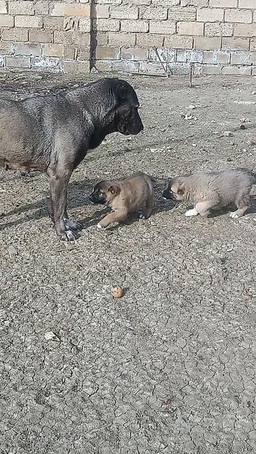 Kanqal lalafo.az -da Kanqal