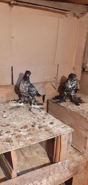 Yeni balalar oynaq quşların balalarıdı! Fikri ciddi olanlar narahat lalafo.az -da Yeni balalar oynaq quşların balalarıdı! Fikri ciddi olanlar narahat