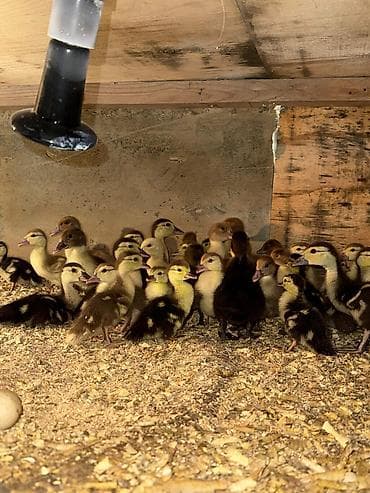 Toyuq cücələri, Damazlıq lalafo.az -da Toyuq cücələri, Damazlıq