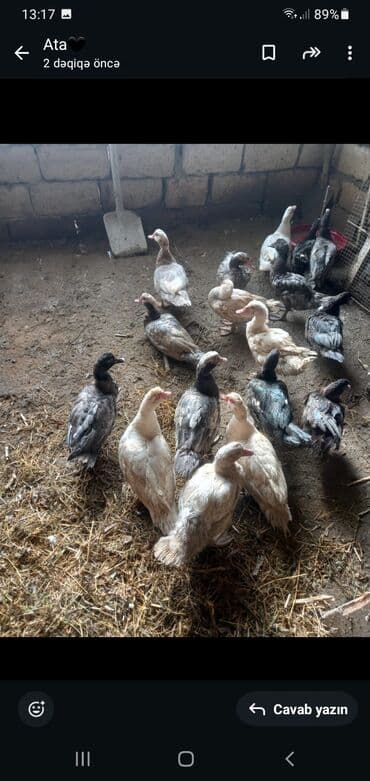 Dişi, | Lal ördək, Macar, Damazlıq, Ödənişli çatdırılma, Ünvandan götürmə lalafo.az -da Dişi, | Lal ördək, Macar, Damazlıq, Ödənişli çatdırılma, Ünvandan götürmə