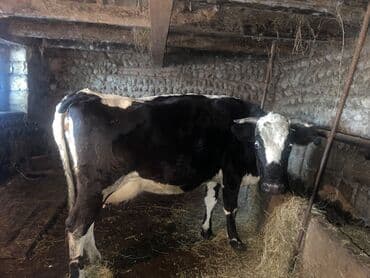 Rusiya cinsi inəkdir. 3 gündür doğub. Erkəy balası ilə bir yerdə lalafo.az -da Rusiya cinsi inəkdir. 3 gündür doğub. Erkəy balası ilə bir yerdə