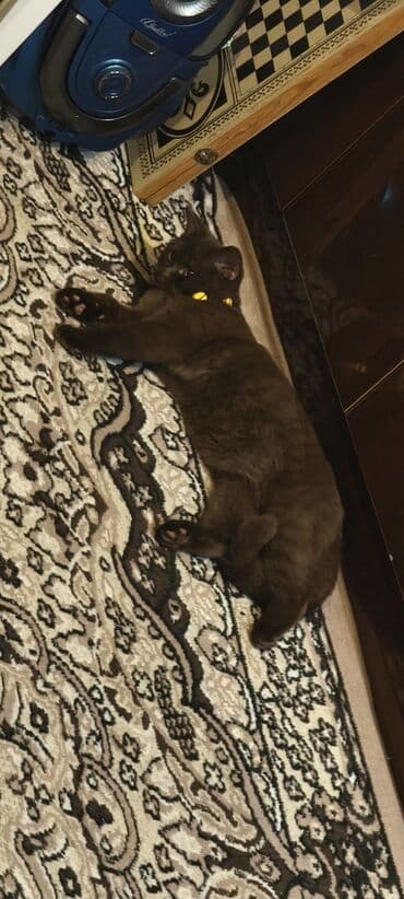 Britan, Erkək, Yaxşı əllərə, Ünvandan götürmə lalafo.az -da Britan, Erkək, Yaxşı əllərə, Ünvandan götürmə