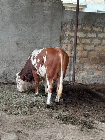 Süd verən heyvandı. Üçü birlikdə satılır. Qiyməti razılaşma yolu ilə lalafo.az -da Süd verən heyvandı. Üçü birlikdə satılır. Qiyməti razılaşma yolu ilə