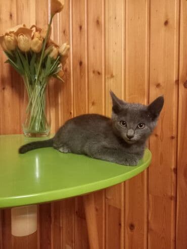 Rus mavi, Dişi lalafo.az -da Rus mavi, Dişi