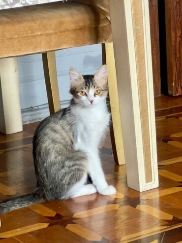 Dişi, Yaxşı əllərə, Ünvandan götürmə lalafo.az -da Dişi, Yaxşı əllərə, Ünvandan götürmə