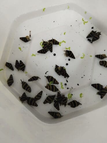 Balıqlar: Sülhsevər, Ünvandan götürmə, Pulsuz çatdırılma, Rayonlara çatdırılma lalafo.az -da — 2 Balıqlar: Sülhsevər, Ünvandan götürmə, Pulsuz çatdırılma, Rayonlara çatdırılma — 2