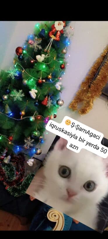 Şam ağacı – oyuncaqları ilə birlikdə - Yaşıl dekorativ şam ağacı - lalafo.az -da Şam ağacı – oyuncaqları ilə birlikdə - Yaşıl dekorativ şam ağacı -