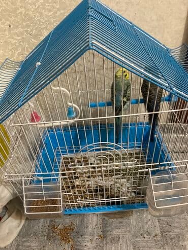 Dalğalı tutuquşular üçün qəfəs dəsti - Forma: üçbucaq damlı metal lalafo.az -da — 1 Dalğalı tutuquşular üçün qəfəs dəsti - Forma: üçbucaq damlı metal — 1