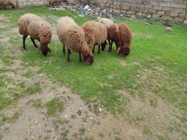 Dişi, Qala, il: 2, 70 kq, Damazlıq, Südlük, Ünvandan götürmə, Ödənişli çatdırılma lalafo.az -da Dişi, Qala, il: 2, 70 kq, Damazlıq, Südlük, Ünvandan götürmə, Ödənişli çatdırılma