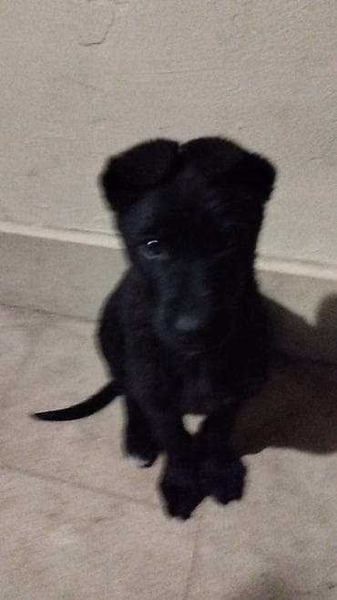 Восточные Авчарки три месяца отроду lalafo.az -da Восточные Авчарки три месяца отроду