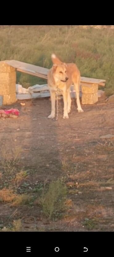 8 ay, Erkek, Peyvəndli lalafo.az -da 8 ay, Erkek, Peyvəndli