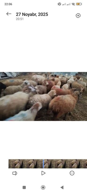 70 baş erkekli disili qızudu 250azn ünvan berde Məhsul təsviri: - lalafo.az -da 70 baş erkekli disili qızudu 250azn ünvan berde Məhsul təsviri: -