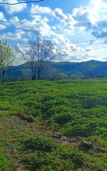 Гаражи: Ахсу, 130 м², 4 комнаты, Без бассейна, Комби, Газ, Электричество at lalafo.az — 7 Гаражи: Ахсу, 130 м², 4 комнаты, Без бассейна, Комби, Газ, Электричество — 7