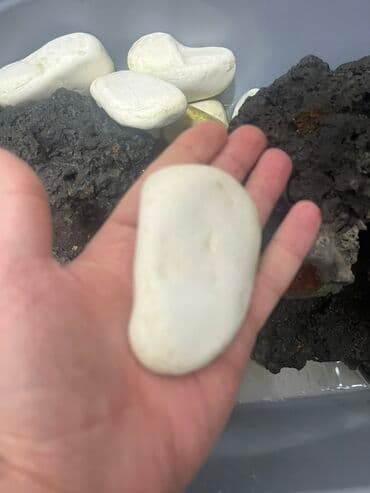 Декоративные панели для стен: Ağ dekorativ çınqıl/çay daşları dəsti - Rəng: ağ, bəzilərində təbii at lalafo.az — 4 Декоративные панели для стен: Ağ dekorativ çınqıl/çay daşları dəsti - Rəng: ağ, bəzilərində təbii — 4