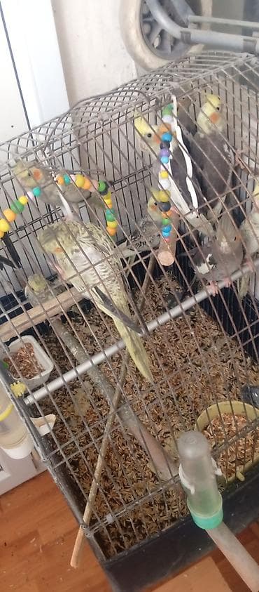 Korella tutuquşu (cockatiel) – müxtəlif rənglərdə. sağlam quşlardır lalafo.az -da Korella tutuquşu (cockatiel) – müxtəlif rənglərdə. sağlam quşlardır