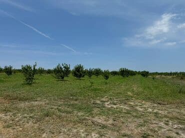 300 sot, Kənd təsərrüfatı, Mülkiyyətçi, Kupça (Çıxarış) lalafo.az -da 300 sot, Kənd təsərrüfatı, Mülkiyyətçi, Kupça (Çıxarış)