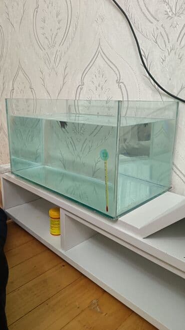 Dördbucaq akvarium, Boş, 30 l, Ünvandan götürmə, Ödənişli çatdırılma lalafo.az -da Dördbucaq akvarium, Boş, 30 l, Ünvandan götürmə, Ödənişli çatdırılma