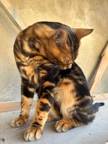 Benqal, Erkək, Yaxşı əllərə, Ödənişli çatdırılma lalafo.az -da Benqal, Erkək, Yaxşı əllərə, Ödənişli çatdırılma