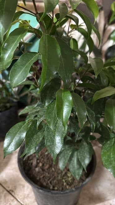 Другие растения: Güllər satılır köçlə əlaqədar. Fərqli qiymətə. Hamısını alana endirim at lalafo.az — 10 Другие растения: Güllər satılır köçlə əlaqədar. Fərqli qiymətə. Hamısını alana endirim — 10