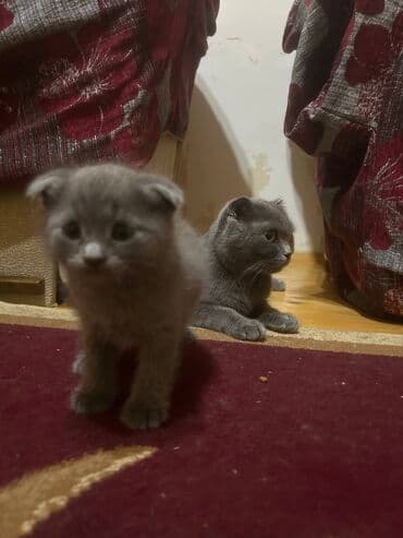 Şotland lalafo.az -da Şotland