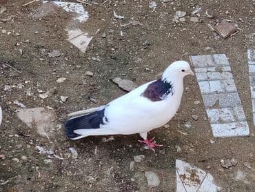 Salam tutulma erkey masdagadadir qiymet 10manat 0516831165 vatsapda lalafo.az -da Salam tutulma erkey masdagadadir qiymet 10manat 0516831165 vatsapda