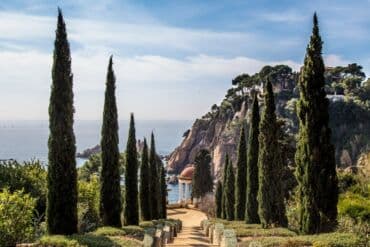 Удобрения: Thuja toxumları, sərv, Arizona sərv, mavi thuja, qərb thuja və şərq at lalafo.az — 16 Удобрения: Thuja toxumları, sərv, Arizona sərv, mavi thuja, qərb thuja və şərq — 16