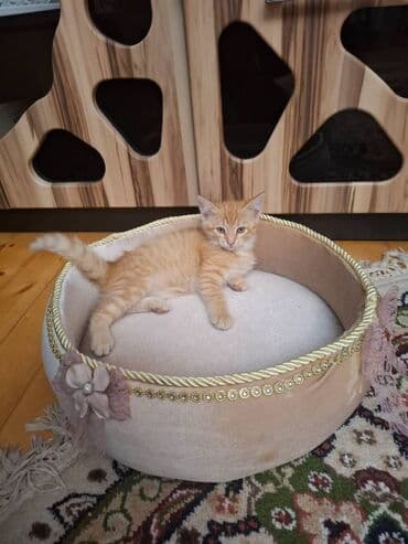 Pisik yatagi satilir tezedir sekil cekmey ucun pisiyi icine qoymusam lalafo.az -da Pisik yatagi satilir tezedir sekil cekmey ucun pisiyi icine qoymusam