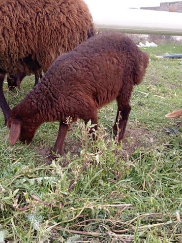 Ana baladı. bala 1 ay yarimligdi Cavan qoyundu lalafo.az -da Ana baladı. bala 1 ay yarimligdi Cavan qoyundu