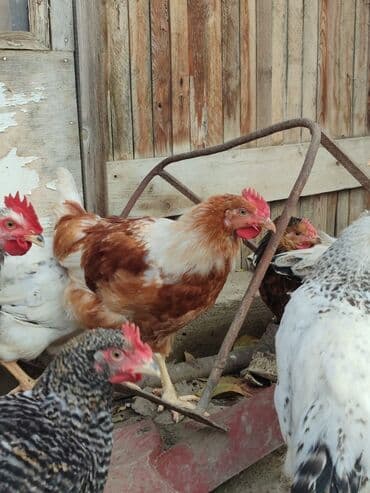 Tam ev şəraitində bəslənmiş rəngli kənd beçələridir.çəkiləri 1 lalafo.az -da Tam ev şəraitində bəslənmiş rəngli kənd beçələridir.çəkiləri 1