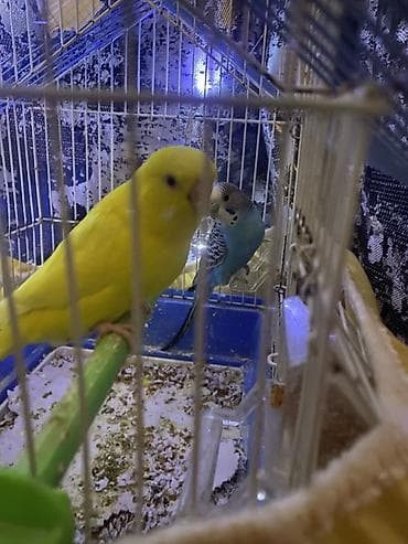 Cuzi endirim olacaq dişi erkek yuvalığda veriləcək 2dəfə bala veriblər lalafo.az -da Cuzi endirim olacaq dişi erkek yuvalığda veriləcək 2dəfə bala veriblər