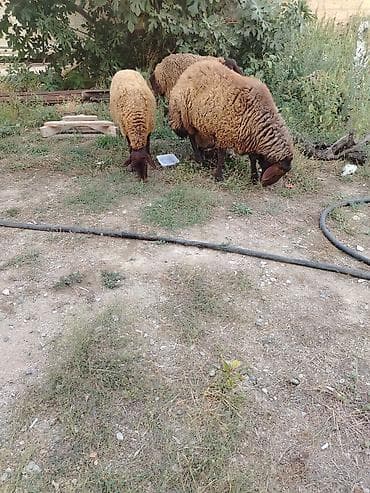 Məhsul: Qoyunlar (qara başlı, qəhvəyi yunlu) Təsvir: - Şəkillərdə 3 lalafo.az -da Məhsul: Qoyunlar (qara başlı, qəhvəyi yunlu) Təsvir: - Şəkillərdə 3