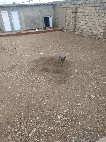 Tovuq və xoruzlar üçün hazır həyət və toyuq daxması - Geniş torpaq lalafo.az -da Tovuq və xoruzlar üçün hazır həyət və toyuq daxması - Geniş torpaq