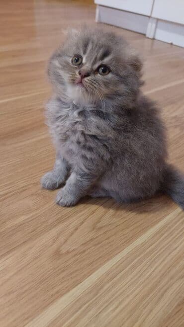 Şotland uzun tüklü bala 40 gūnlük erkek şirin oynagan lalafo.az -da Şotland uzun tüklü bala 40 gūnlük erkek şirin oynagan