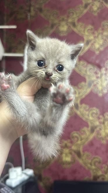 Boz tüklü balaca pişik balaları - Rəng: bərabər tünd-boz (solid lalafo.az -da Boz tüklü balaca pişik balaları - Rəng: bərabər tünd-boz (solid