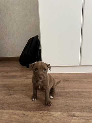 Pitbul, 1 ay, Dişi lalafo.az -da Pitbul, 1 ay, Dişi