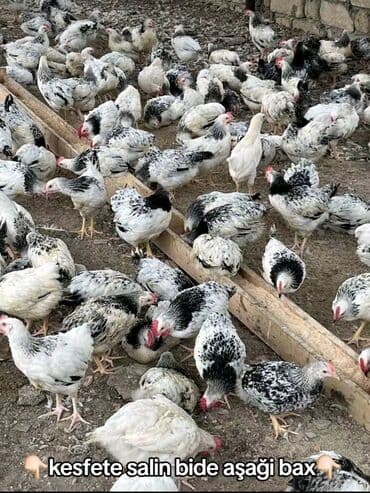 Toyuq, Ətlik lalafo.az -da Toyuq, Ətlik