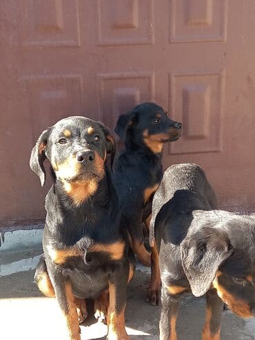 Rotveyler, 3 ay, Dişi, Peyvəndli, Ünvandan götürmə lalafo.az -da Rotveyler, 3 ay, Dişi, Peyvəndli, Ünvandan götürmə