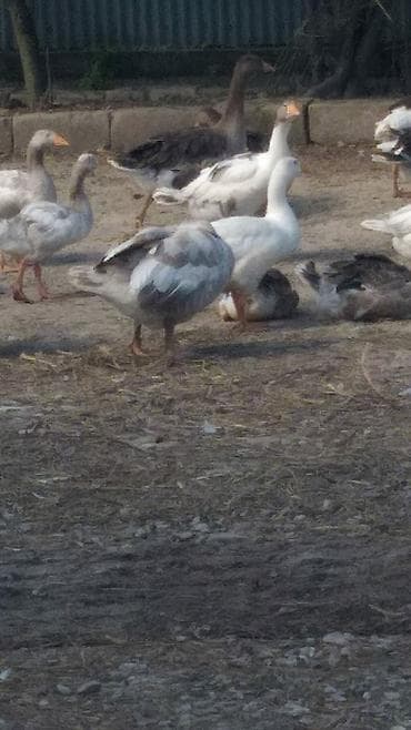 Qazlar – təsərrüfat üçün - Növ: ev qazları (ağ, boz və qarışıq rəngli lalafo.az -da Qazlar – təsərrüfat üçün - Növ: ev qazları (ağ, boz və qarışıq rəngli