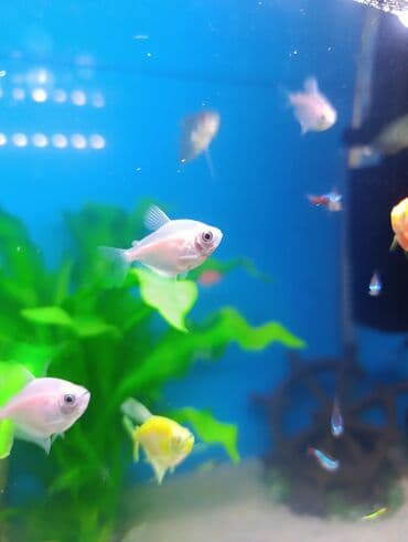 Ternesiya balığı, Sülhsevər, Ünvandan götürmə lalafo.az -da Ternesiya balığı, Sülhsevər, Ünvandan götürmə