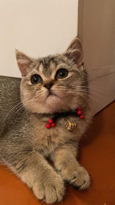 Qızıl şinşilla, Dişi, Yaxşı əllərə, Ünvandan götürmə lalafo.az -da Qızıl şinşilla, Dişi, Yaxşı əllərə, Ünvandan götürmə